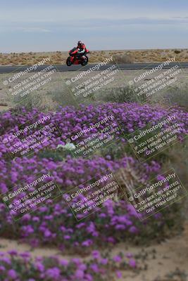 media/Jan-14-2023-SoCal Trackdays (Sat) [[497694156f]]/Turn 14 Exit Bloomig (145pm)/